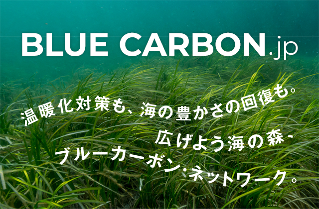 ブルーカーボン.jp 温暖化対策も、海の豊かさの回復も。広げよう海の森、ブルーカーボン・ネットワーク。 サポーター会員募集中